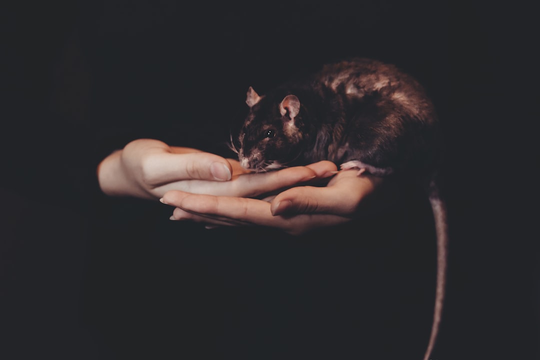 Katze mit Intelligenzspielzeug