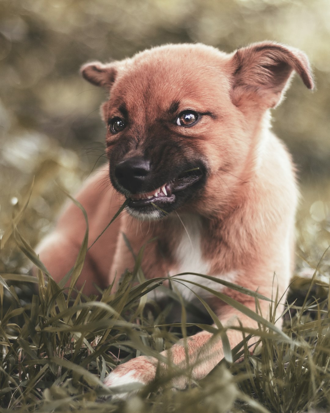 Hundefreilaufgebiet Grunewald in Berlin
