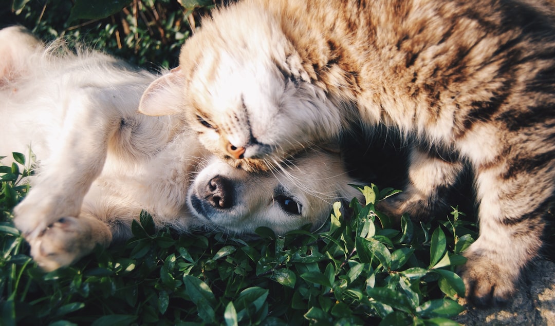 Tierarzt untersucht die Zähne einer Katze